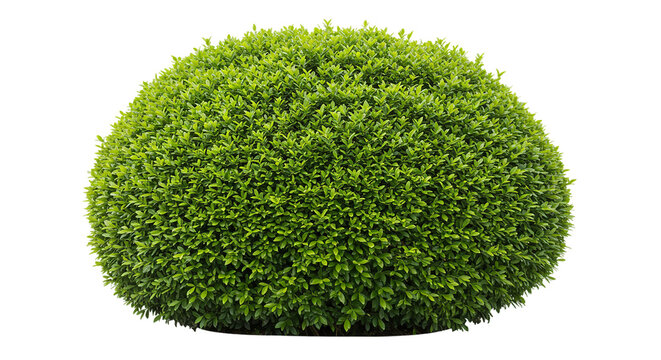 A topiary bush with many small green leaves shaped into a round ball on a black background isolation