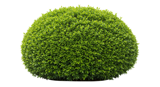A topiary bush with many small green leaves shaped into a round ball on a black background isolation