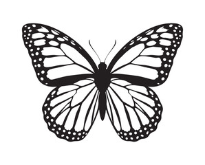 Butterfly vector illustration eps 10