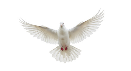Fototapeta premium A white dove in flight with its wings spread wide against a black background in a close up view shot