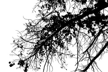 Natural large branch of old oak tree with leaves on white background