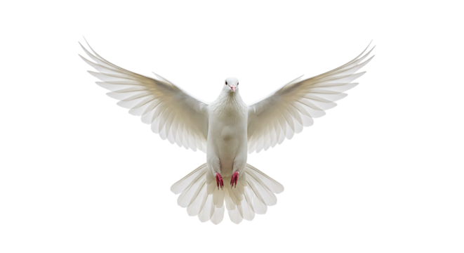 A white dove with outstretched wings flying against a black background in a studio setting shot frontally