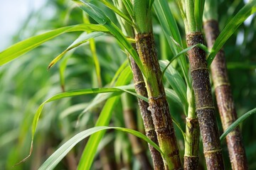 Sugarcane stalks and leaves in a vibrant agricultural field.