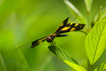 dragonfly on a green leaf