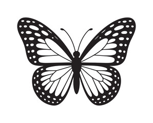 Butterfly vector illustration eps 10