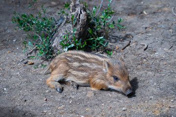 wild boar in the forest