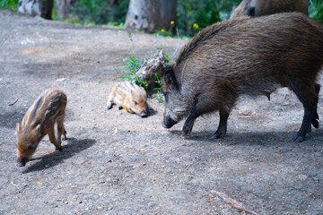 wild boar pig