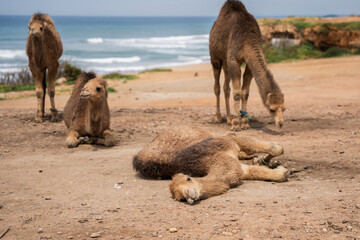 two camels in the desert