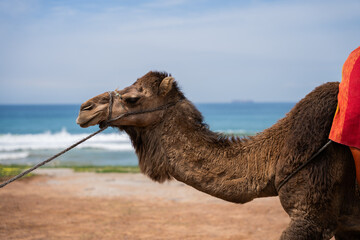 camel in the desert