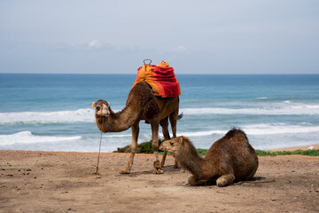 camel on the beach