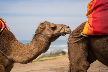 camel on the beach