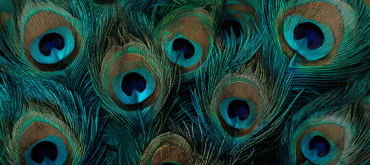 Obraz premium Close-up view of teal and brown peacock feathers, exhibiting intricate patterns and textures, showcasing natural beauty and elegance, ideal for design projects