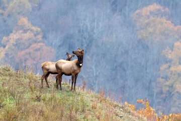 Elk