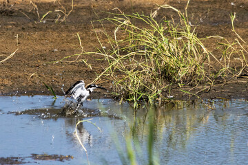A pied kingfisher coming out of the water after a failed fishing attempt at a stream in the Kruger...