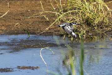 A pied kingfisher flying over a stream in the Kruger National Park in South Africa, still wet after...