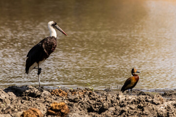 Two very different waterbirds, a white faced duck and a woolly-necked stork, on a riverbank in the Kruger National Park, South Africa.