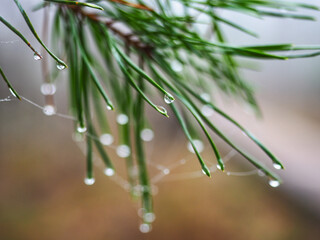 Macro photography. Wet needles of evergreen pine tree with small water droplets on the tips and spider webs, close up. Blurred bokeh background.