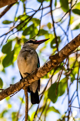 Looking up at a woodland Kingfisher perched on a branch high within the canopy of a in the Kruger National Park, South Africa.