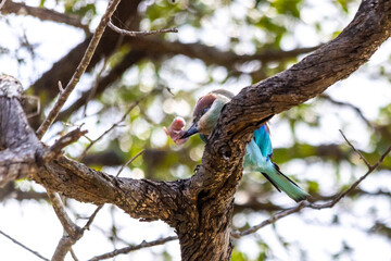 A lilac breasted roller hitting its prey of a baby mouse, to make it easier to swallow.