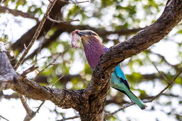 Colourful predator. A lilac breasted roller perched in a tree with a baby field mouse it caught.