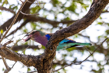 A lilac breasted roller eating a baby mouse