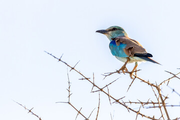 An European roller, perched on the bare tree branches of a thornbush, back-lit by the late afternoon light in thee Kruger national Park of South Africa