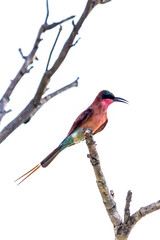 The vivid red Southern Carmine Bee-eater, looking up into the sky, perched on a broken of tree branch.