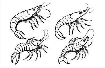A collection of four black and white illustrations of shrimp or prawns, showcasing different poses and orientations. Each features detailed segments along its body, long antennae, and multiple legs.