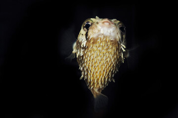 Porcupine puffer or long-spine porcupinefish (Diodon holocanthus) spines in belly © Pavaphon