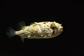 Porcupine puffer or long-spine porcupinefish (Diodon holocanthus)	