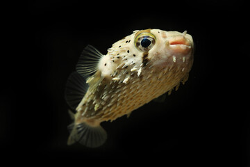 Porcupine puffer or long-spine porcupinefish (Diodon holocanthus)