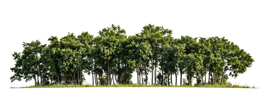 Isolated tropical forest patch with diverse vegetation including palm trees and dense foliage against transparent background, creating a self-contained miniature ecosystem display