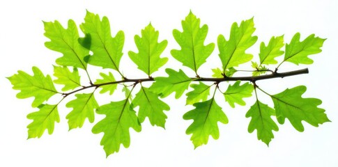 Oak branches with leaves isolated against white, oak branch, tree branch, evergreen