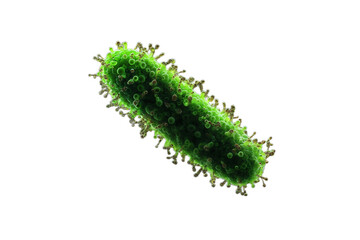 Microscopic image of elongated green rod-shaped bacteria against transparent background, showing detailed cellular structure with fuzzy surface projection features under high magnification