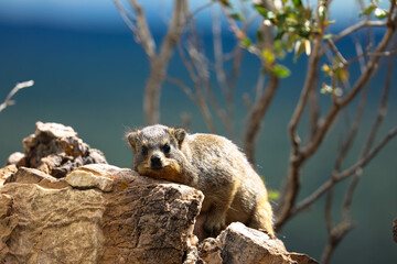 Common Rock Hyrax - Procavia capensis, small mammal from African hillls and mountains, Namibia.