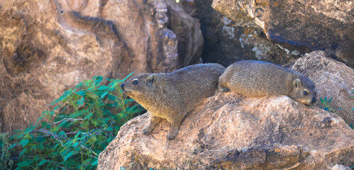 Common Rock Hyrax - Procavia capensis, small mammal from African hillls and mountains, Namibia.