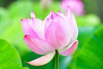 白山神社のハス（新潟県）