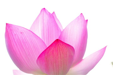 白山神社のハス（新潟県）