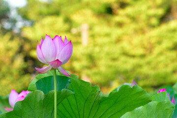 白山神社のハス（新潟県）
