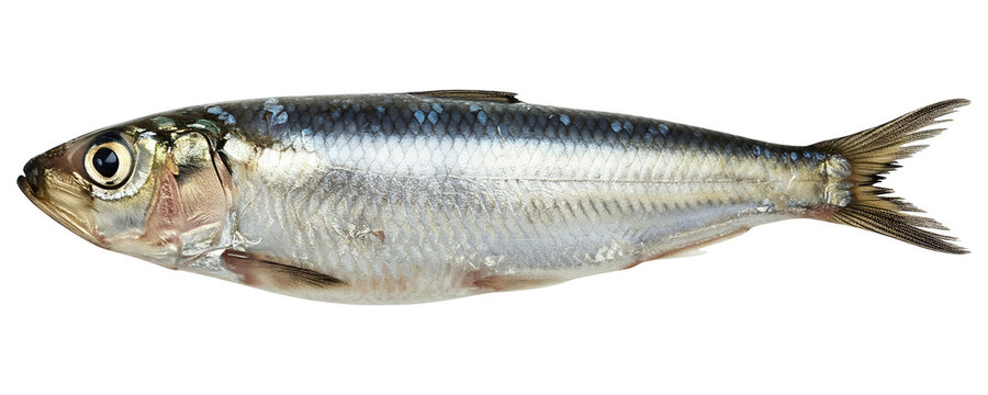 Isolated PNG Image of Indian Oil Sardine (Sardinella longiceps) for Seafood Industry
