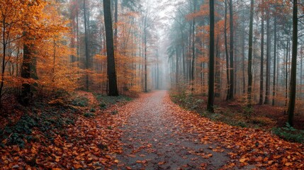 Obraz premium Misty autumnal path winding through a colorful forest.