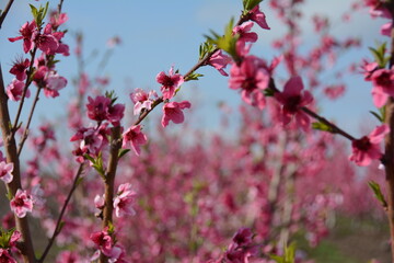 nectarines bloom israel