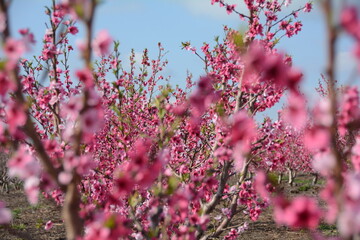 nectarines bloom israel
