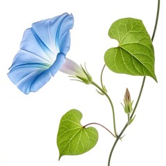 Set of green and blue botanical leaves isolated on white background