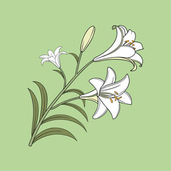 Easter Lily vector Illustrator Artwork