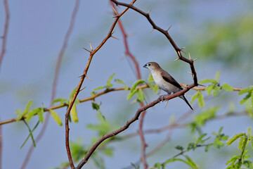 Indian Silverbill (Euodice malabarica) or White-throated Munia perched in a bush, Blackbuck National Park at Velavadar, Gujarat, India.