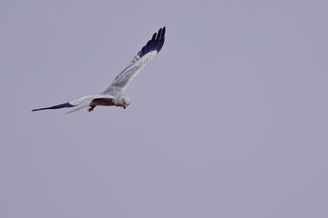 Montagu's Harrier (Circus pygargus) male in flight, Blackbuck National Park at Velavadar, Gujarat, India.