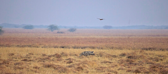 Scenic panorama with Striped Hyena (Hyaena hyaena) and harrier, Blackbuck National Park at Velavadar, Gujarat, India.