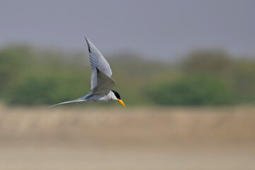 Indian River Tern (Sterna aurantia) adult in breeding plumage, in flight, Blackbuck National Park at Velavadar, Gujarat, India.