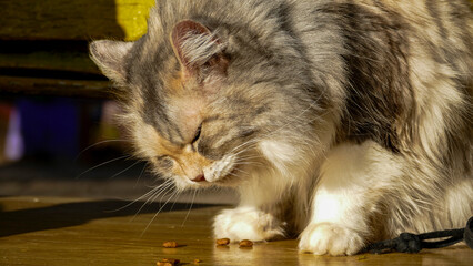cat eats food, dry brown, squints with pleasure, tricolor, white-red, shaggy, muzzle, portrait,...
